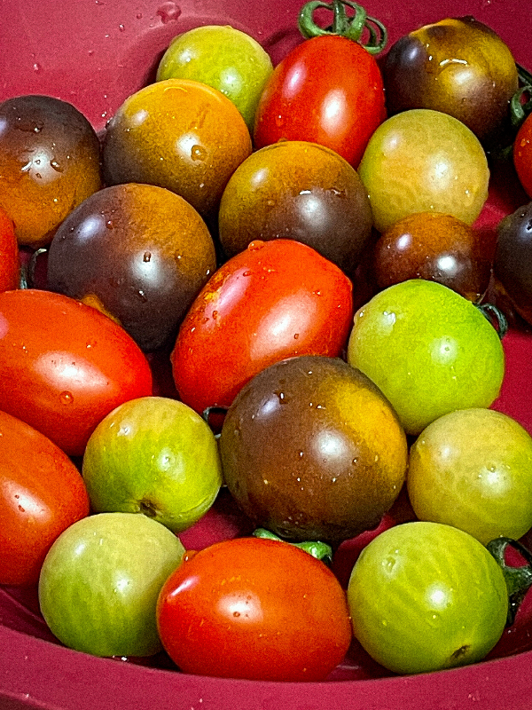 맛도 영롱한 스테비아 토마토