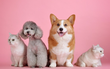 24시-동물병원-찾기