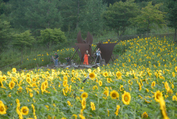 태백 해바라기축제