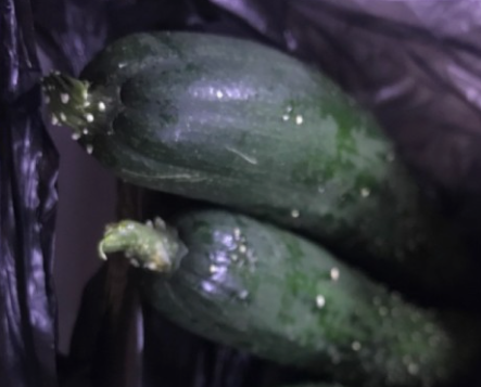 오이-꼭지-곰팡이