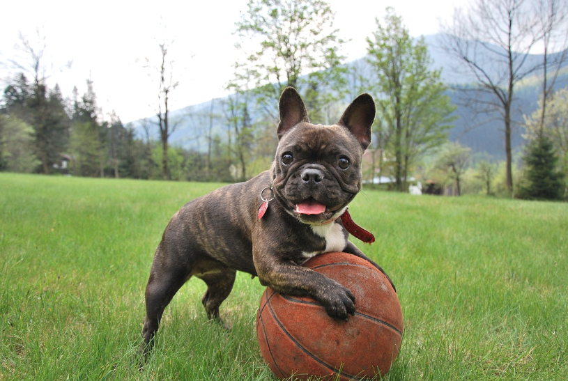 공놀이하는 강아지