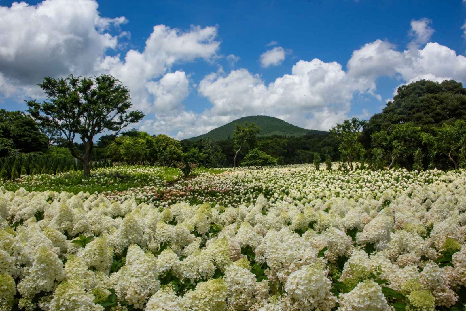 제주 동화마을