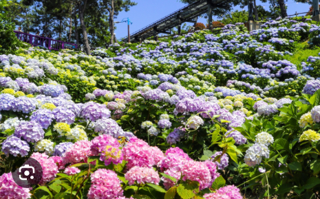 청주 공간수국축제 완전정복