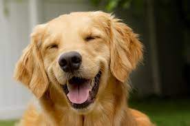 HAPPY DOG
