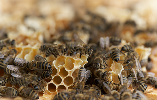 프로폴리스효능