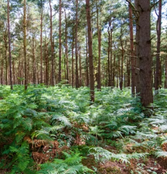 고사리 효능과 부작용 고르는법 칼로리