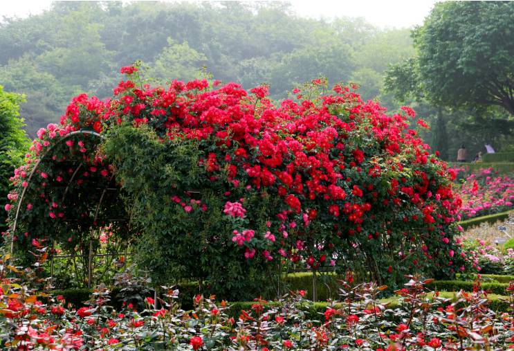 부천 백만송이 장미축제 2025