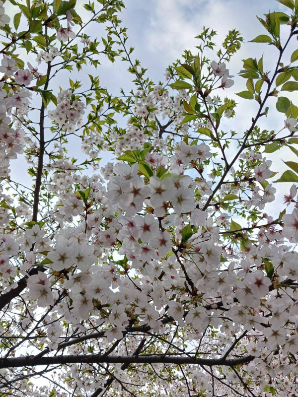 서호 초입 벚꽃들