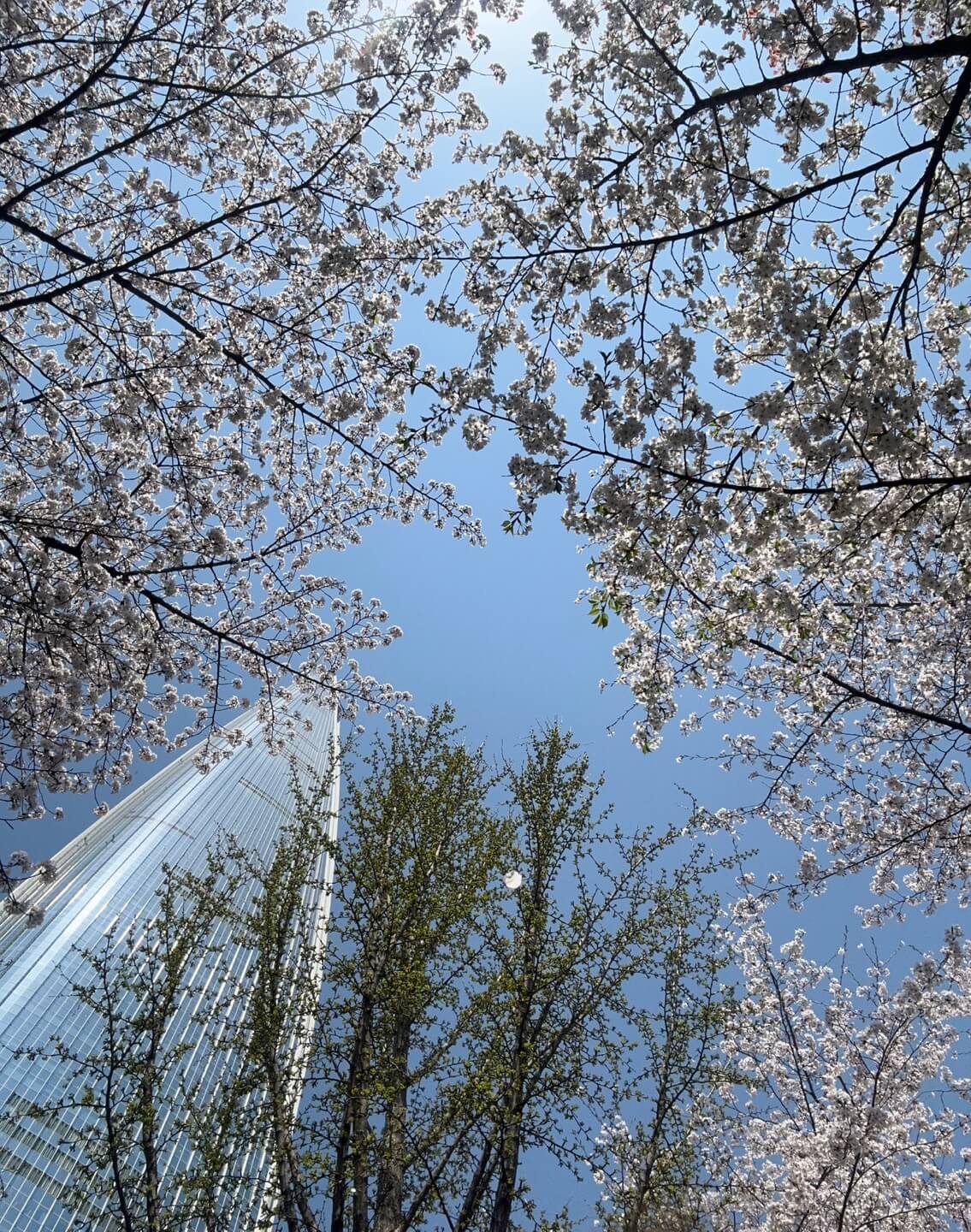 석촌호수 벚꽃 실시간