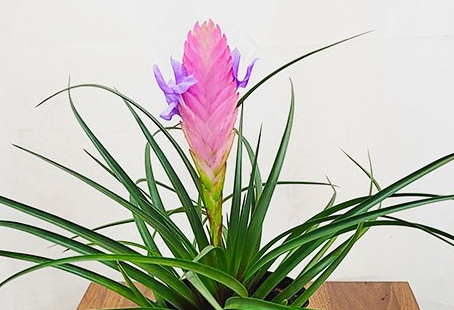 틸란드시아 시아네아 미세먼지 제거식물