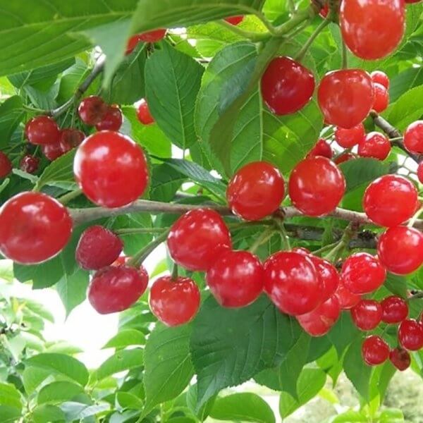 풍부한 항산화 물질을 함유