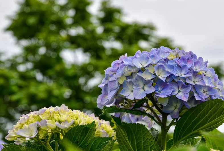 숲속에 피어난 수국