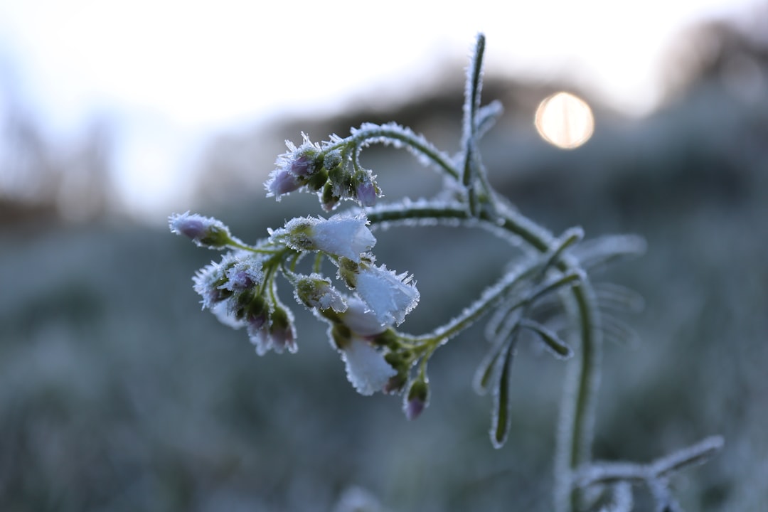 Defrosting