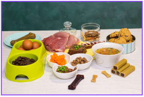 반려동물 건강식 필수 건강식 7가지