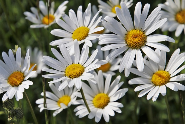로먼 카모마일 (Roman Chamomile)