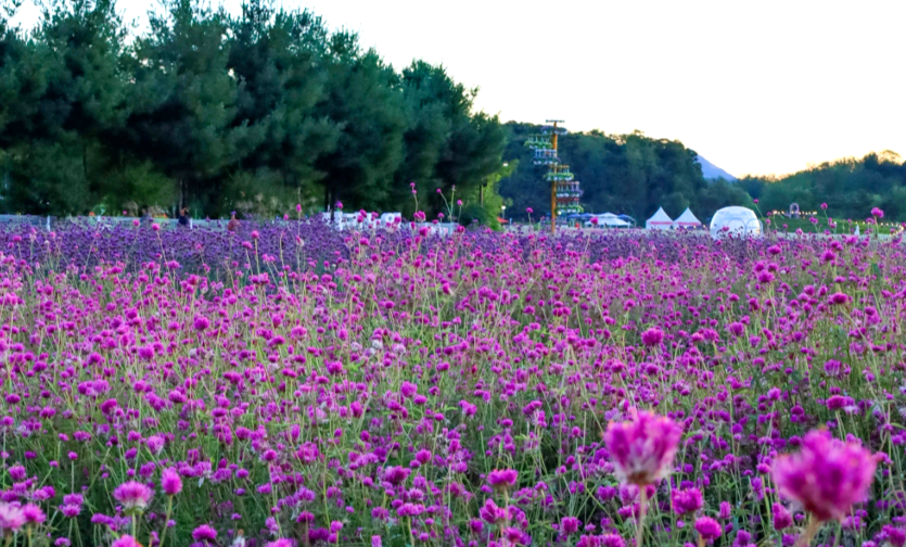 나리농원 천일홍