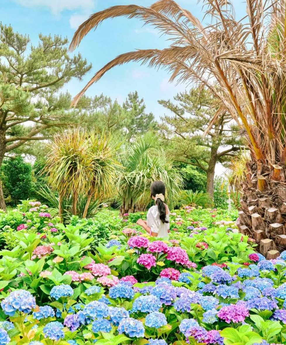 휴애리 수국축제