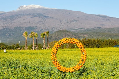 휴애리 유채꽃축제