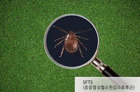 진드기가 좋와하는 풀-작은크기