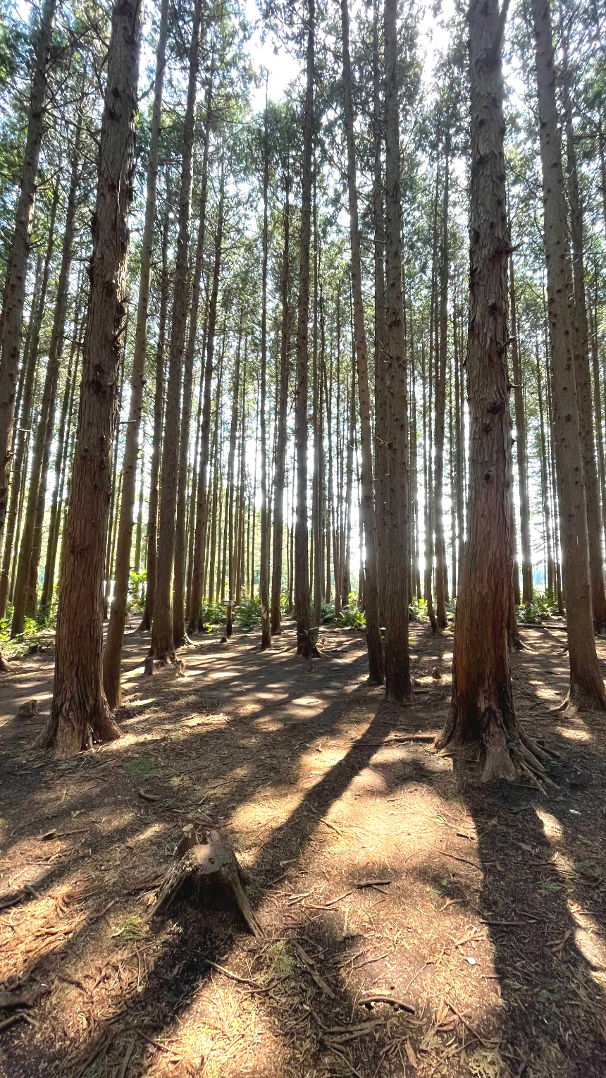 비밀의 숲 편백나무 숲3