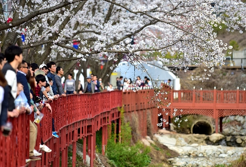 가평 벚꽃명소 에덴벚꽃길 벚꽃축제