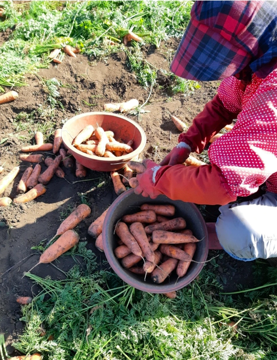 6시내고향 제주 구좌 당근 구매정보 도하네농장