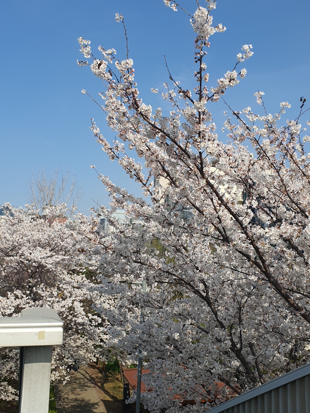 육교 위에서 본 벚꽃