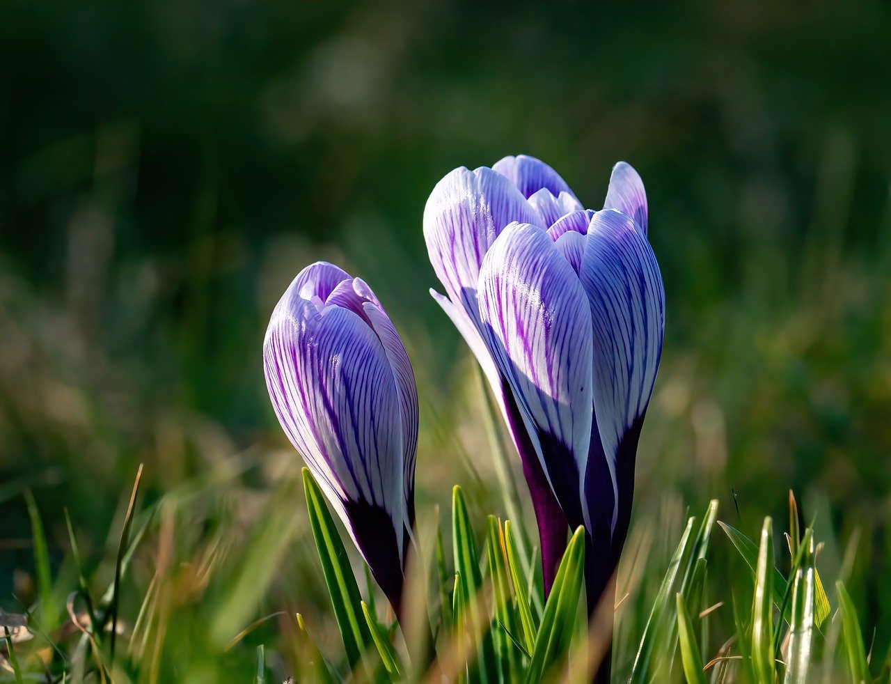 2025년 봄철 여행지 추천 &ndash; 국내 봄 여행지 베스트 관련 사진