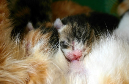 모유를 먹는 아기 고양이.