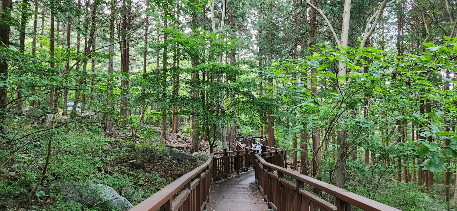 장성 치유의숲 큰 녀석과 함께 방문하다.