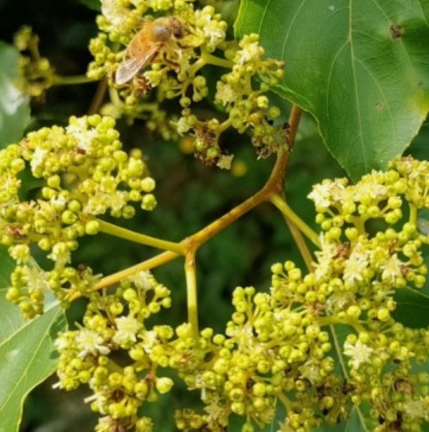 간에 좋은 한약재