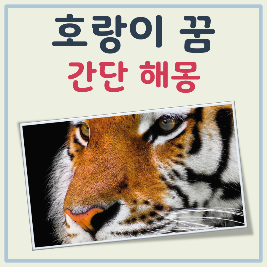 호랑이 나오는 꿈 해몽 대표 이미지