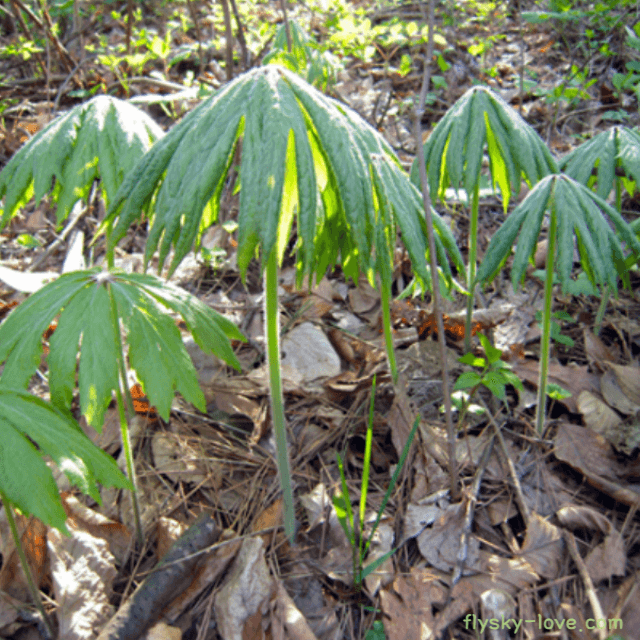 해독 효과가 있는 우산나물