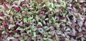 아마란스 재배 직파 요령 잎과 곡립 겸용 수확_9