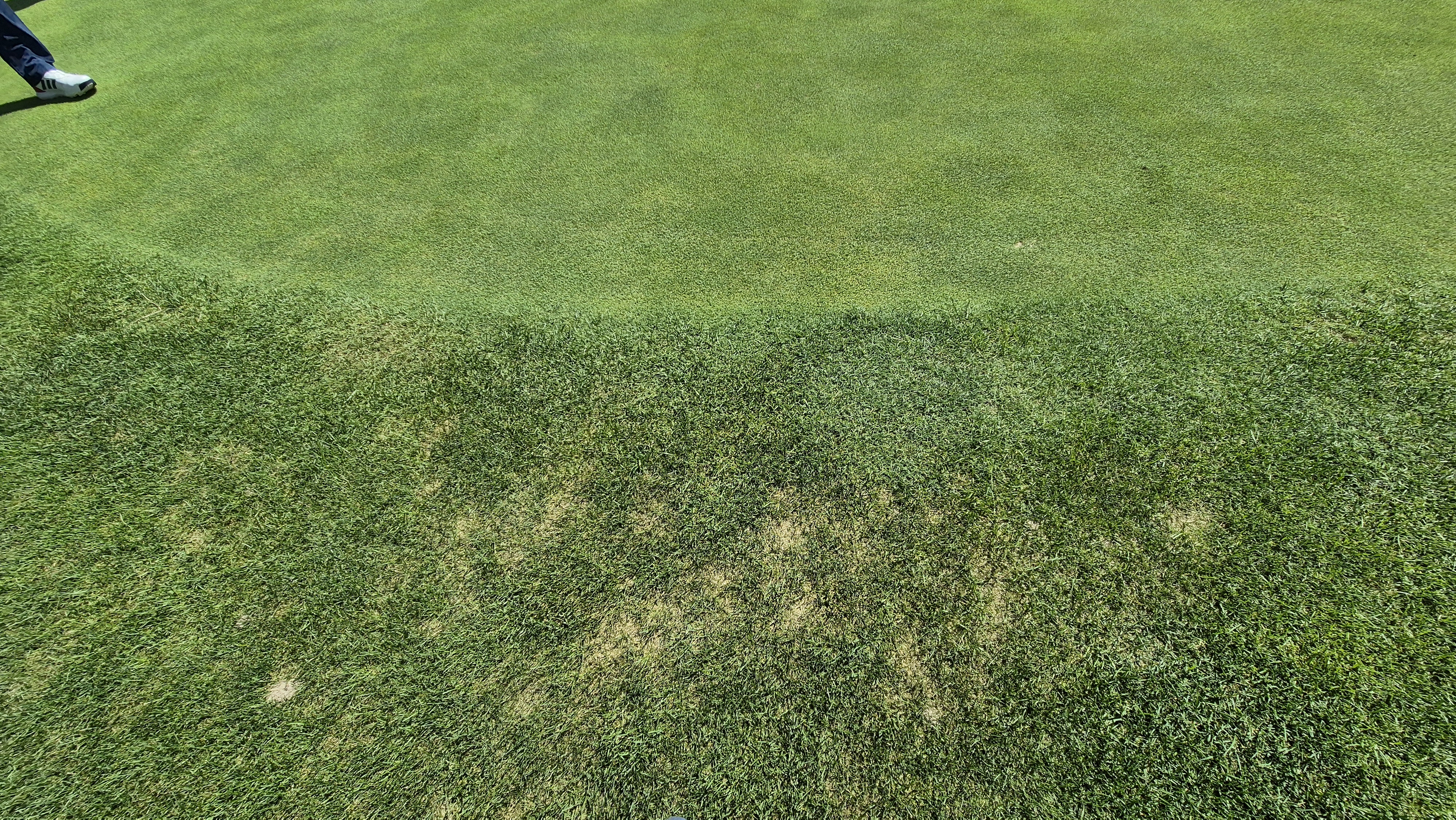 대영힐스cc 청-력 코스 라운드 후기