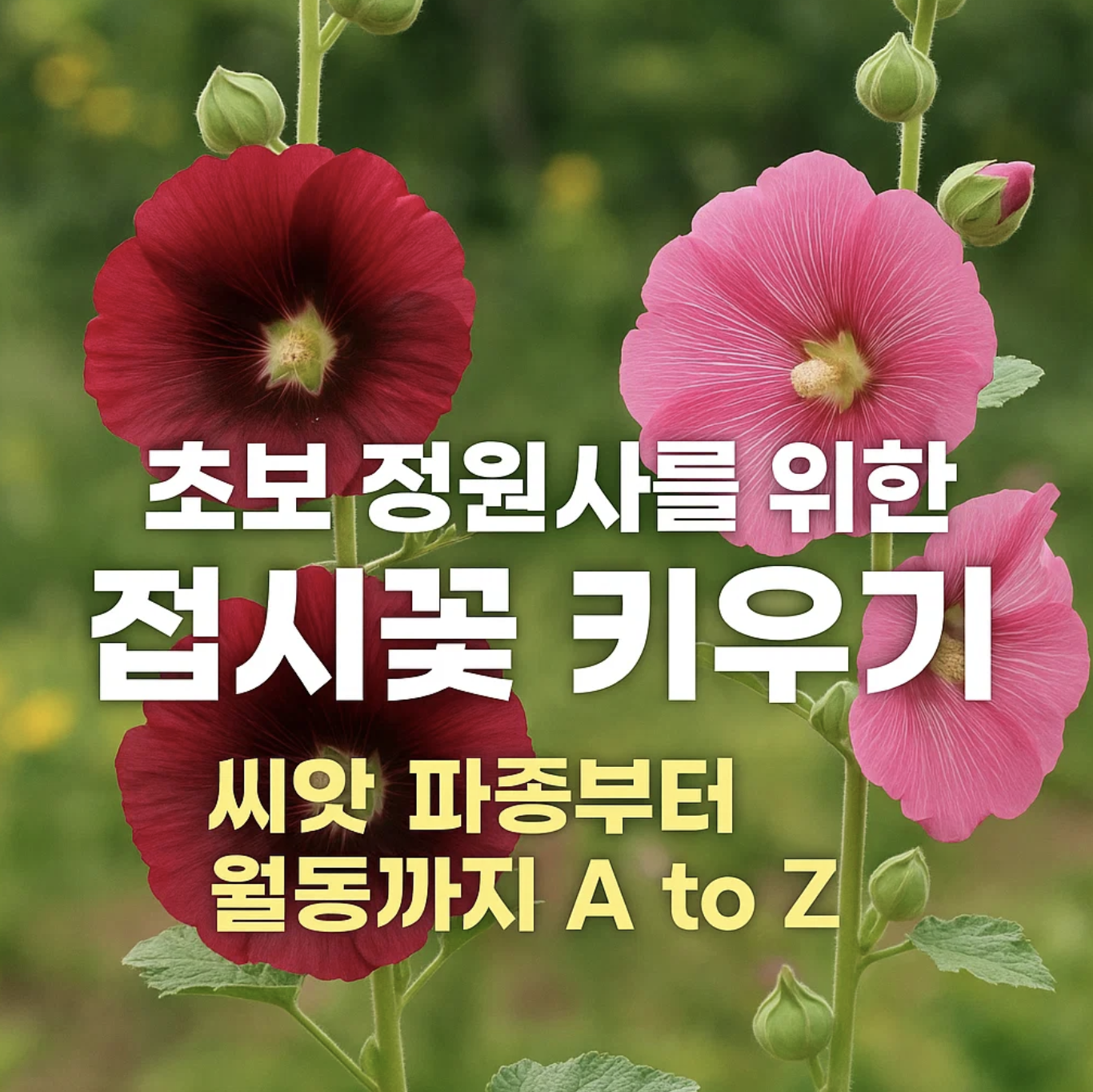 초보 정원사를 위한 접시꽃 키우기, 씨앗 파종부터 월동까지 A to Z