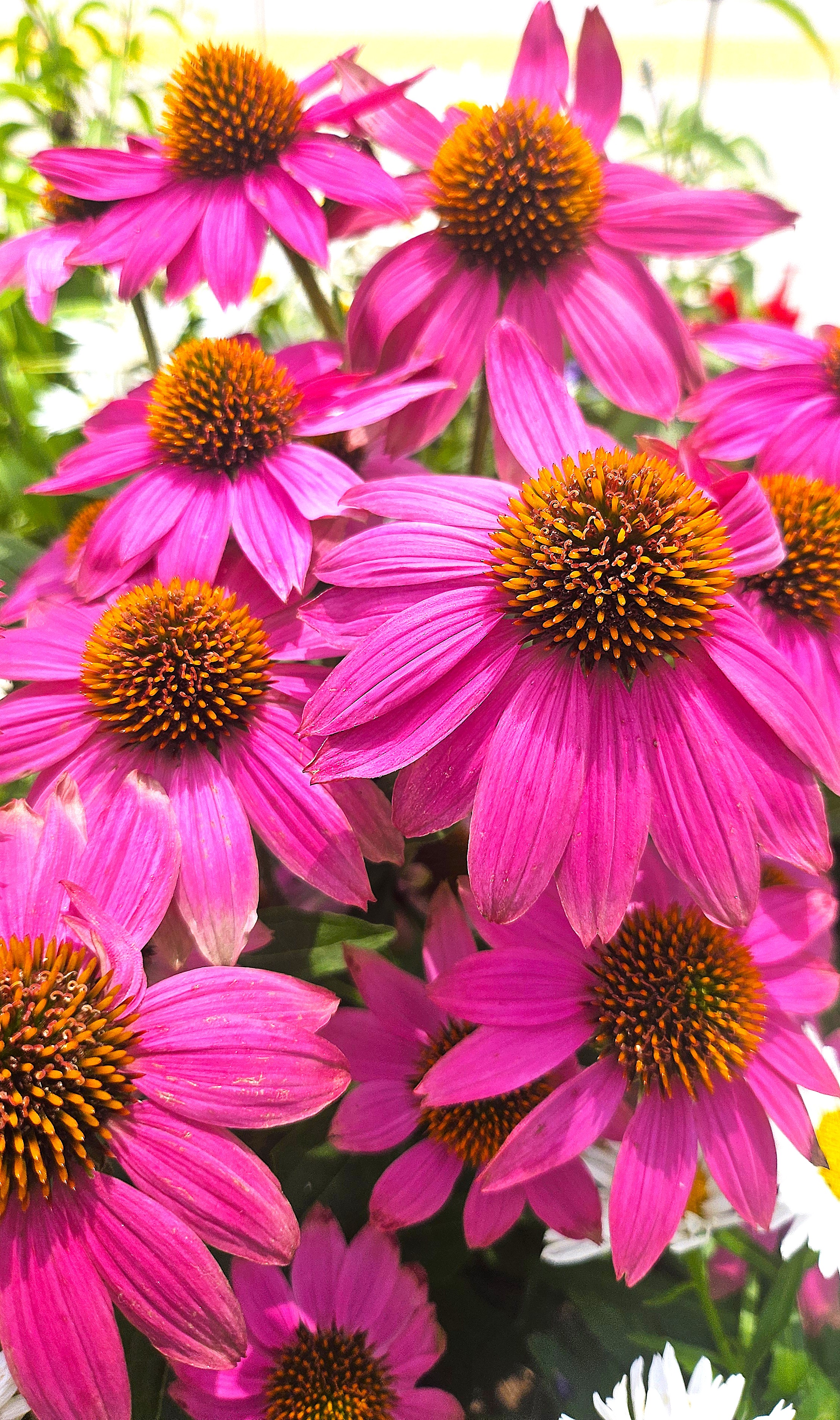 아픈 마음을 품어 피어난 꽃 — 에키네시아 이야기