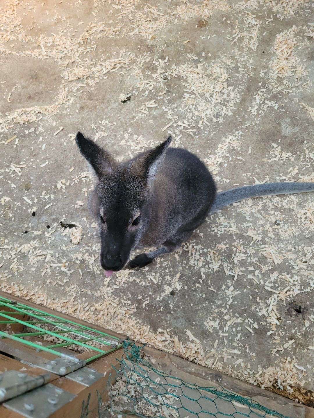 캥거루과 왈라비