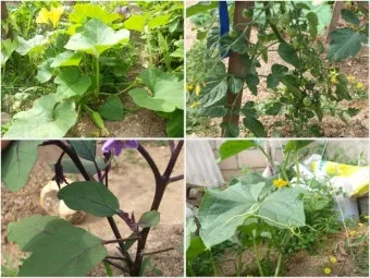 작물 순지르기 유인 기본 토마토 오이 가지 고추 수형관리_17