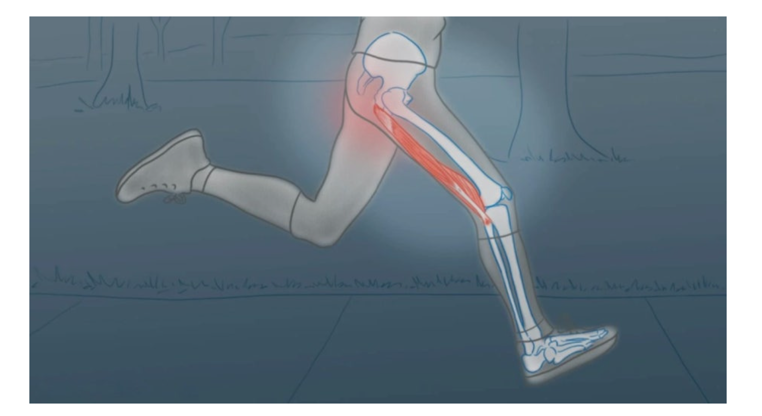 햄스트링의 해부학적 구조와 역할