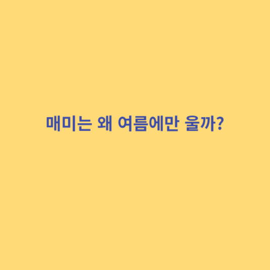 매미 울음 소리