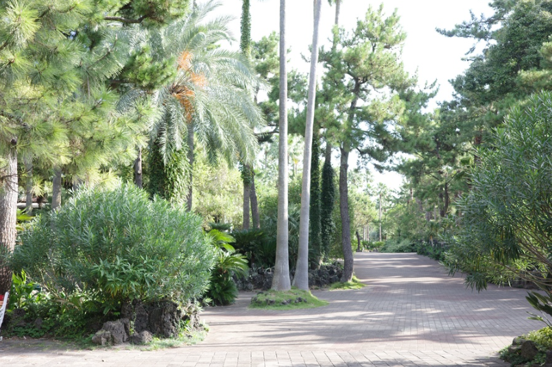 한림공원 산책길과 야자수나무, 열대 식물