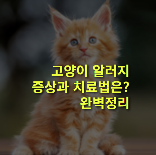 고양이 알레르기 증상과 해결, 치료법은? 알러지 증상, 약.