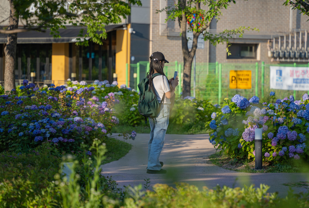 신동수변공원 수국