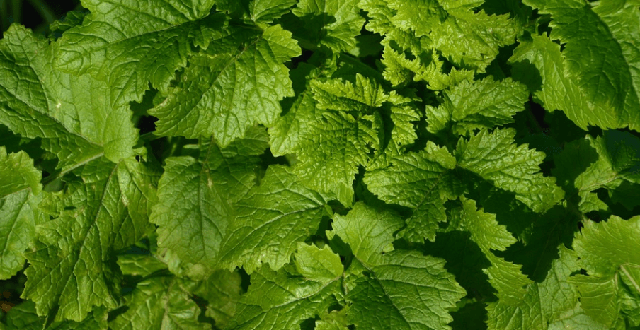 야채 셀러리 사진 - 07