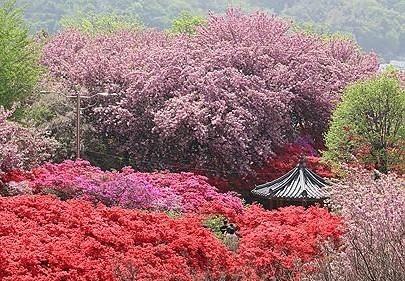 전주 완산공원 꽃동산