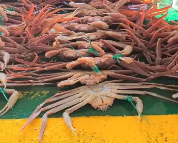 영덕 대게축제_32