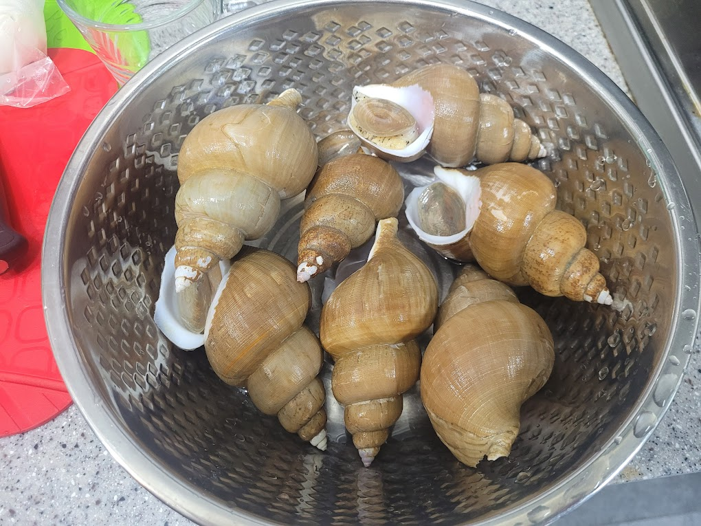 특대 사이즈 백골뱅이