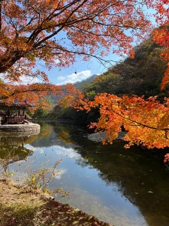 내장산 단풍터널 드라이브 코스 주차장 위치까지 총정리_8