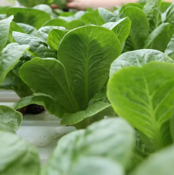 배추 효능 부작용 칼로리